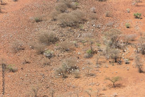 Aerial view of a herd of goats in the Great Rift Valley in Kenya. The Great Rift Valley is part of an intra-continental ridge system that runs through Kenya from north to south. photo