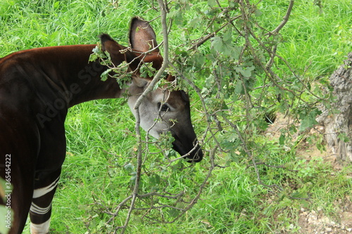 Okapi behind a tree 