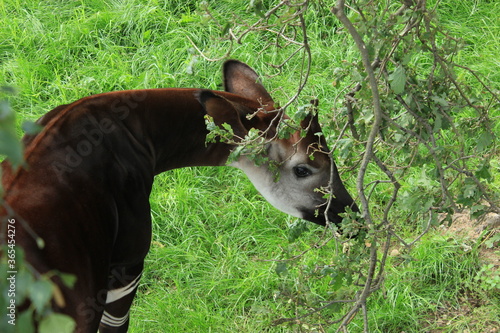 Okapi hiding behind a tree 