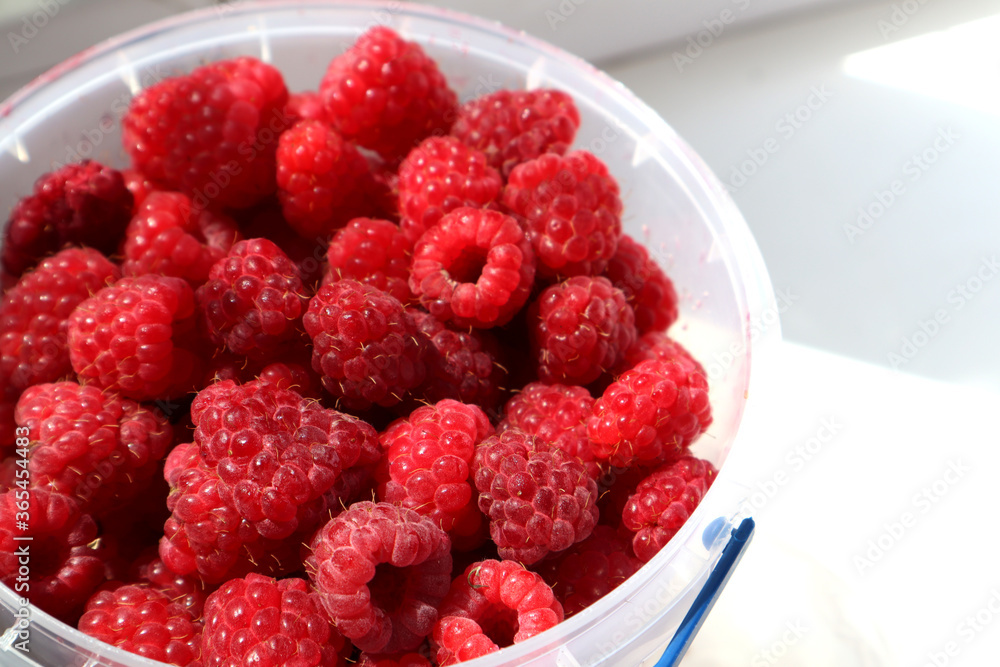 Fresh raspberries in a bucket Fresh raspberries in a bucket
