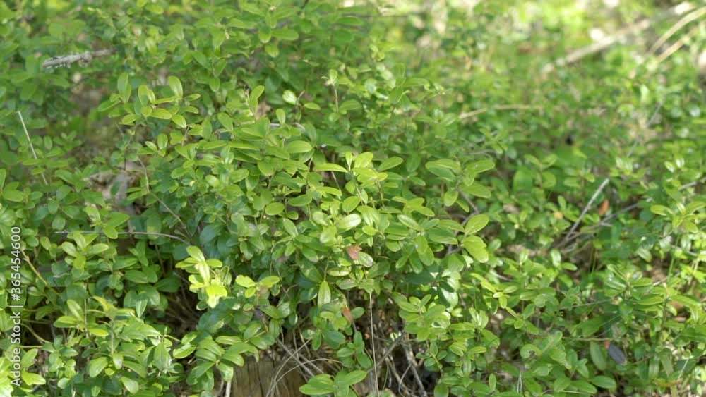 The green leaves of the lingonberry tree The green leaves of the lingonberry tree