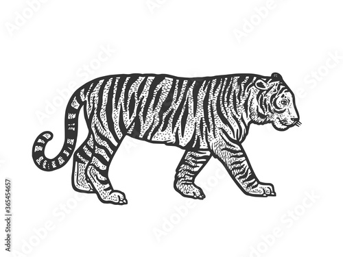 Walking tiger sketch raster illustration