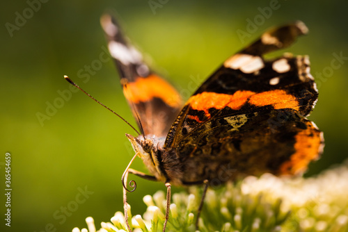 Closeup of Vanessa atalanta, the red admiral or, the red admirable butterfly on flower photo