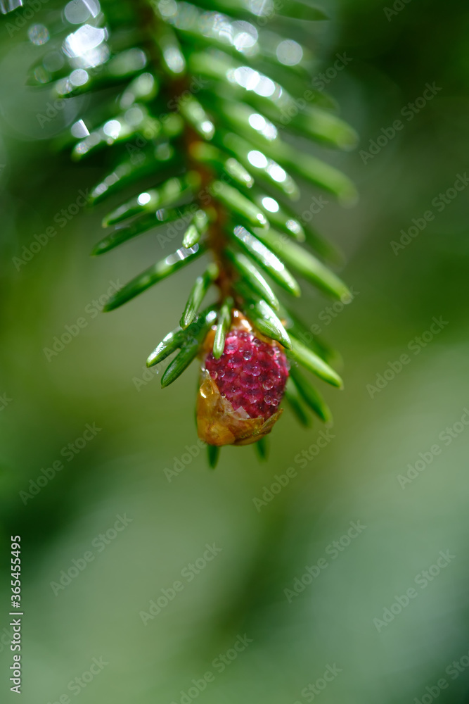 Little pine cone with dew drops, macro. Young green spruce branch. Freshly grown red pine cone on blurred green background. Selective focus Little pine cone with dew drops, macro. Young green spruce branch. Freshly grown red pine cone on blurred green background. Selective focus