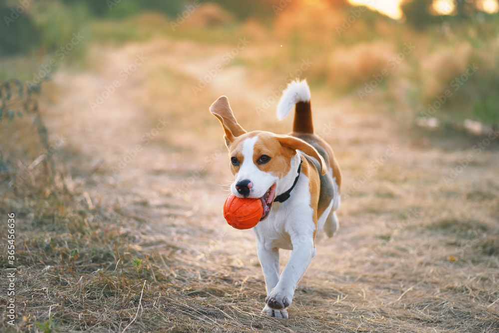 Happy beagle dog playing with the ball outdoors. Active dog pet on a walk. Soft sunset scene colors