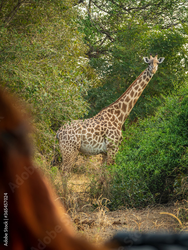 Rear view of ginger woman looking at giraffe over car during safari