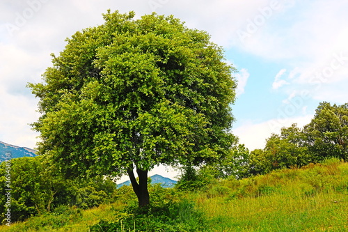 Wallpaper Mural fondo naturaleza y paisaje con campos verdes y arboles  Torontodigital.ca