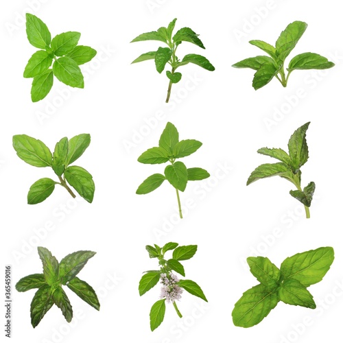 set of mint leaves isolated on white background