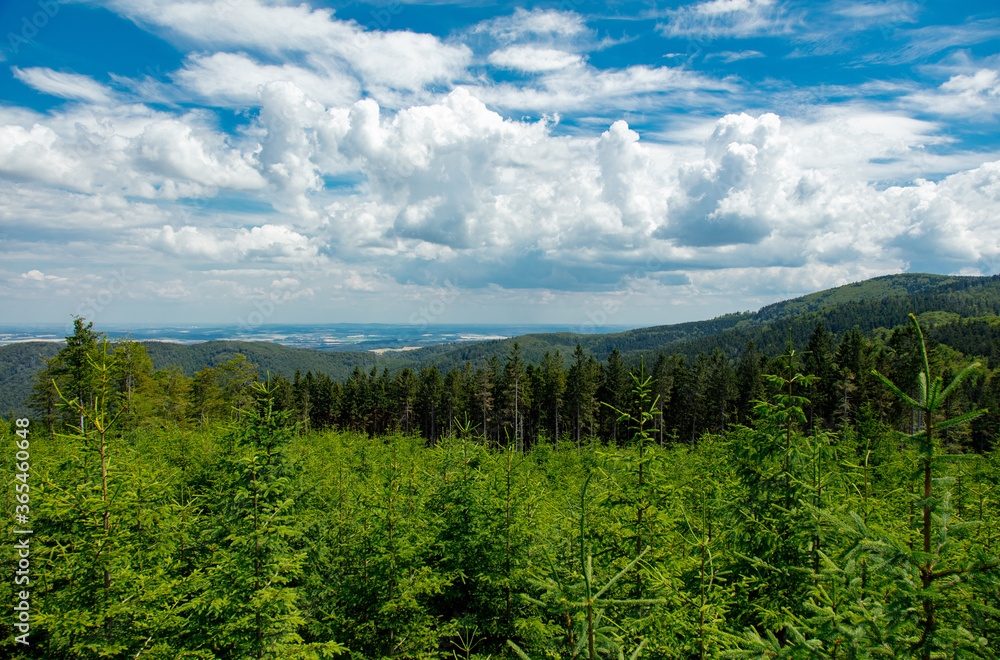 Pine tree forest in summer time in Sudetes, Poland