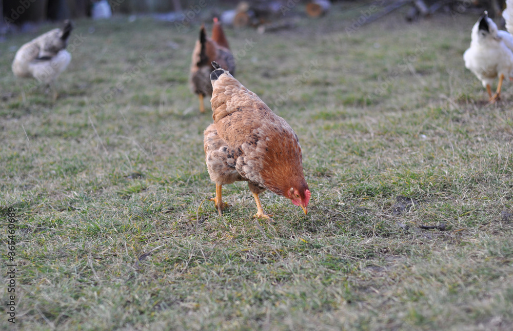chicken on the grass