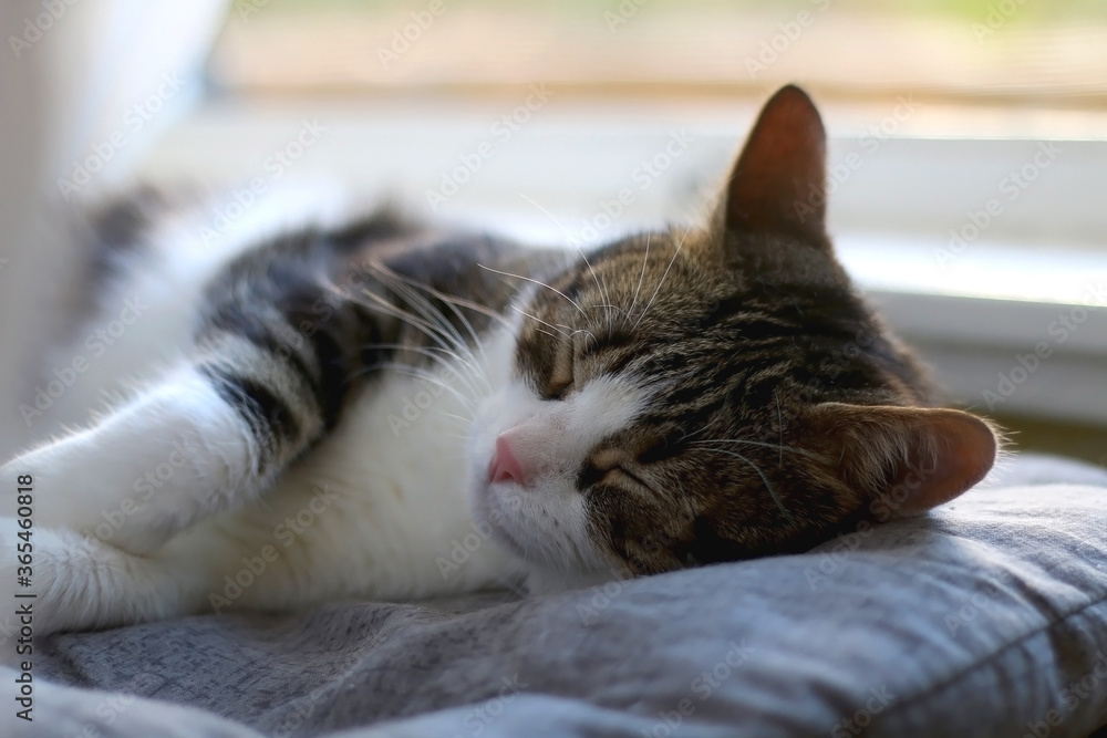 Domestic tabby cat sleeping on cat bed. Selective focus.