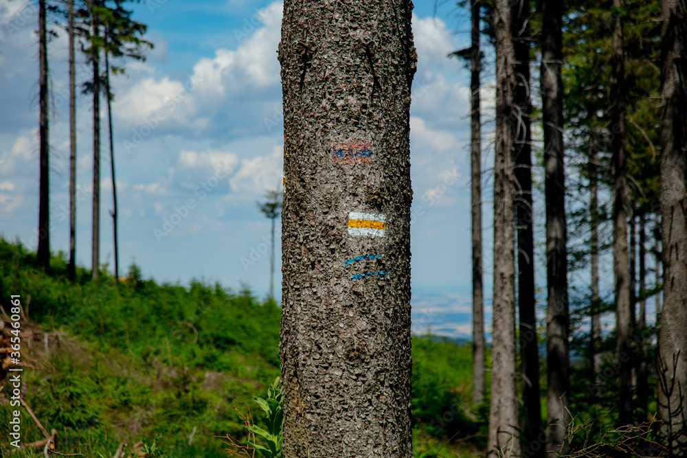 Hiking and bike roads marker on pine tree in a forest, Sudetes, Poland