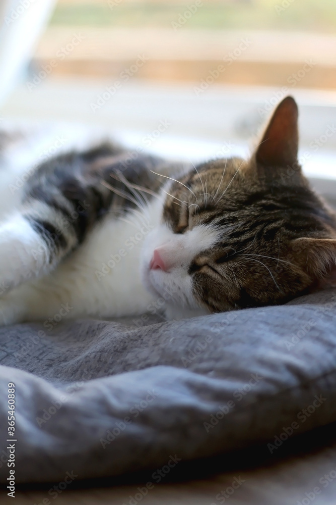 Naklejka premium Domestic tabby cat sleeping on cat bed. Selective focus.