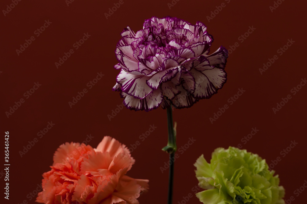 Low key shot of three fresh pink, purple and green carnation flowers on a red plain background with copy space. Floral dark colorful design backgrounds. Low key shot of three fresh pink, purple and green carnation flowers on a red plain background with copy space. Floral dark colorful design backgrounds.