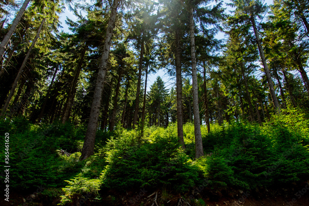 Pine tree forest in summer time in Sudetes, Poland Pine tree forest in summer time in Sudetes, Poland