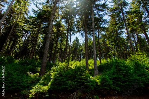Pine tree forest in summer time in Sudetes, Poland © Masson