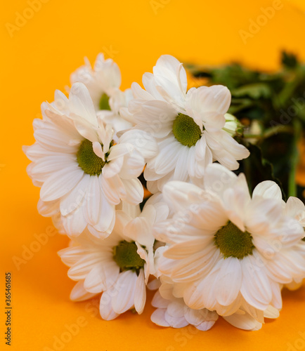Daisies are distinguished by a flower composed of 15 to 30 white ray flowers surrounding a bright yellow disk flower. Flower bouquet on an orange background.