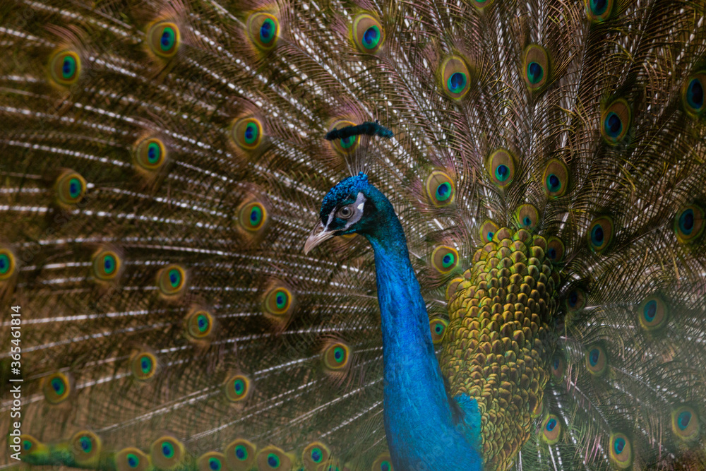 Obraz premium A beautiful male peacock fluffed a colorful multicolored tail