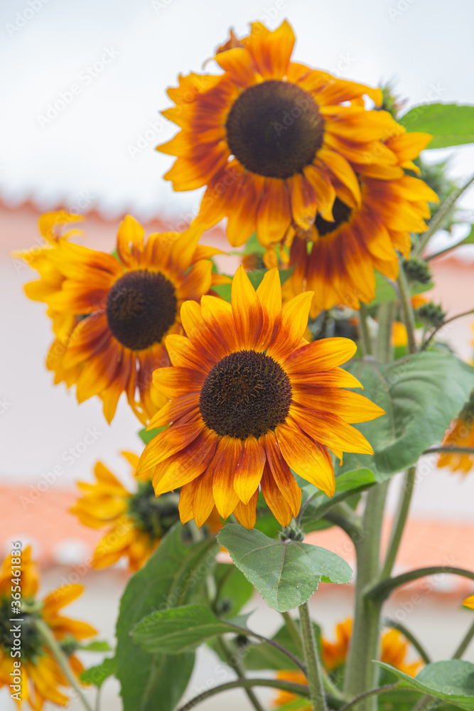 Obraz premium Beautiful decorative sunflowers in garden