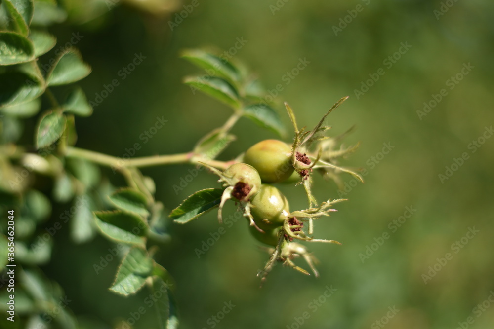 Obraz premium Grüne Hagebutten