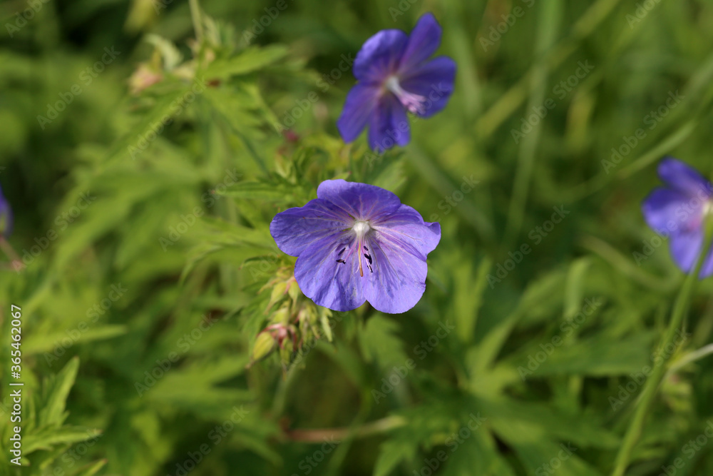 Delicate blue flowers of the meadow geranium Delicate blue flowers of the meadow geranium