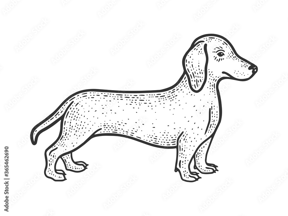 Dachshund sausage dog sketch engraving vector illustration. T-shirt apparel print design. Scratch board imitation. Black and white hand drawn image.