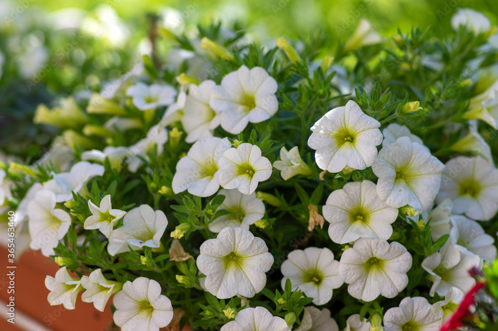Calibrachoa million bells beautiful flowering plant, group of white flowers in bloom, ornamental pot balcony plant Calibrachoa million bells beautiful flowering plant, group of white flowers in bloom, ornamental pot balcony plant