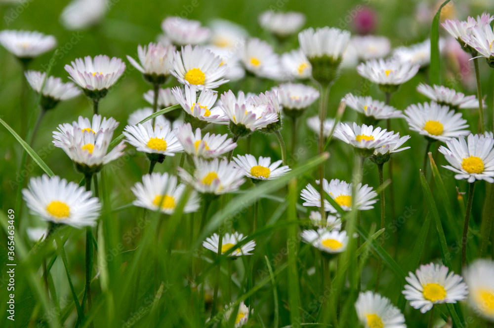 Fototapeta premium Group of blooming daisies in the grass