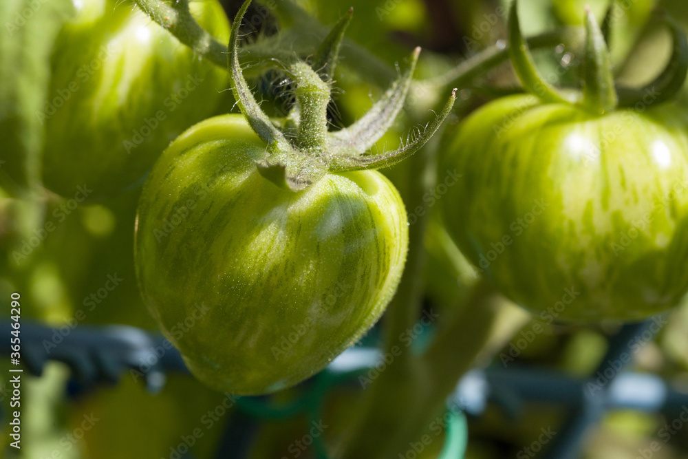 close up of some still green tomatoes at a tomato plant close up of some still green tomatoes at a tomato plant