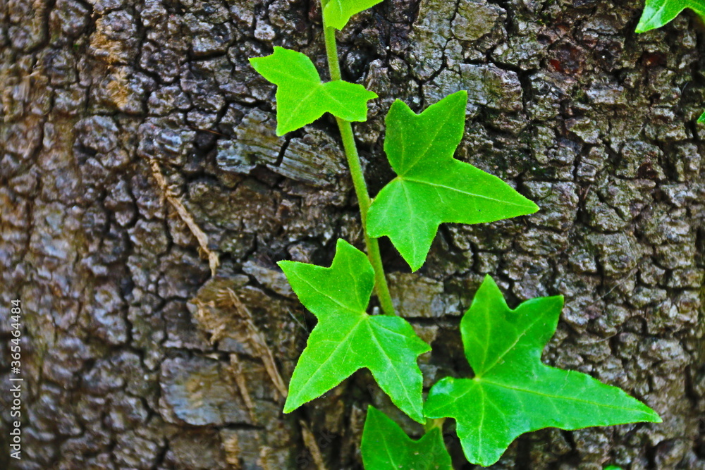 fondo de hojas verdes sobre  tronco de árbol