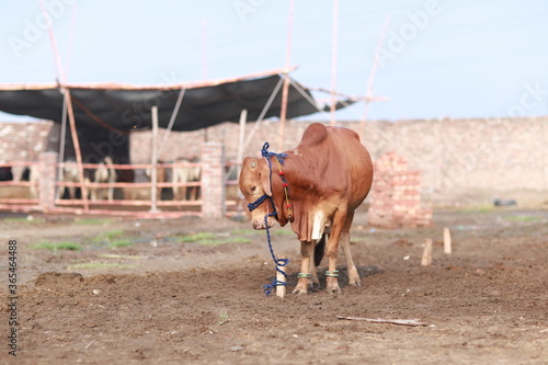Brown Cow is standing in the animal market for the sacrifice feast.
