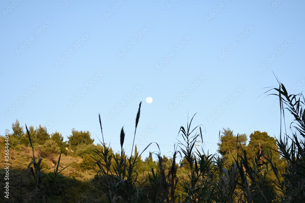 Obraz premium moon over green