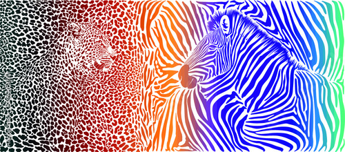 Animal background with motif wild zebra and leopard