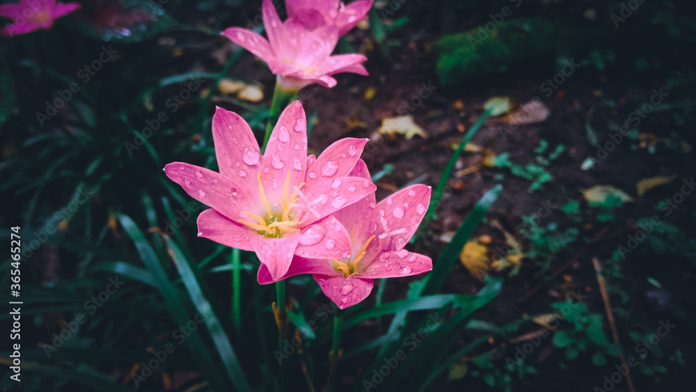 Pink rainy lily flower with leafs, petals and green blury background.