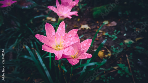 Pink rainy lily flower with leafs  petals and green blury background.