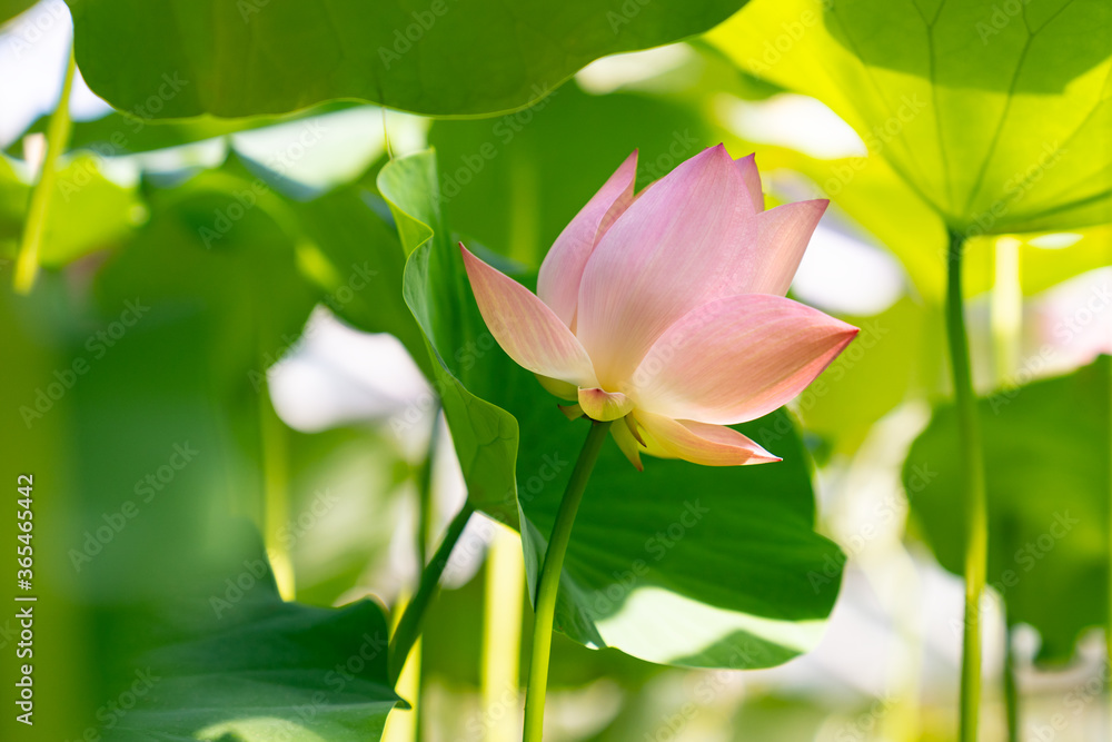 Tropical aquatic plant - close up of pink lotus water lily blooming in greenhouse. Symbol of buddhism. Tropical aquatic plant - close up of pink lotus water lily blooming in greenhouse. Symbol of buddhism.