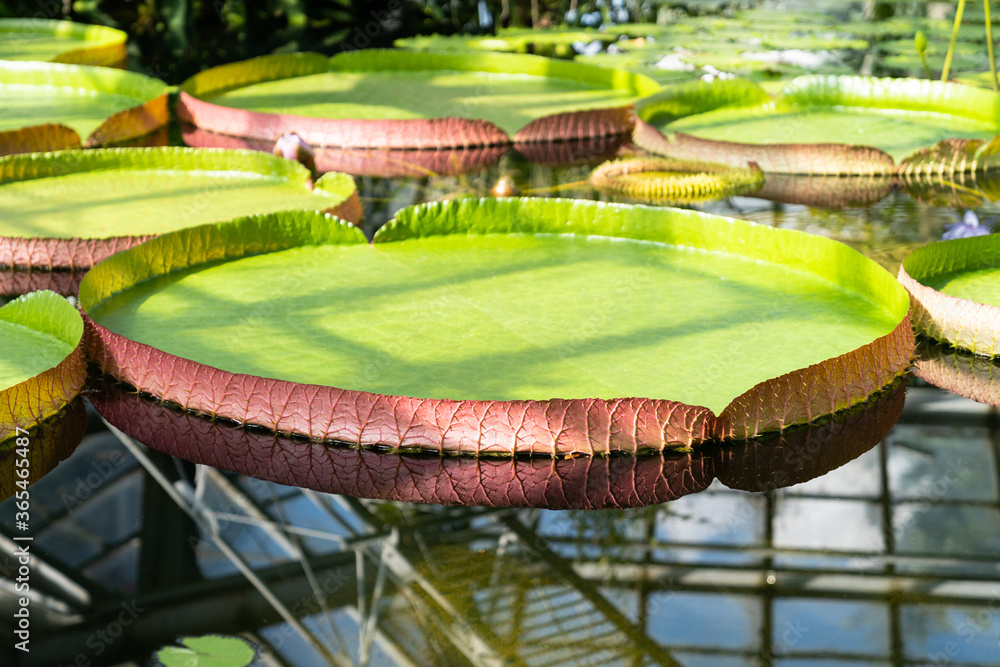 Tropical aquatic plants - giant water lily and Amazonian Victoria floating in  greenhouse. 