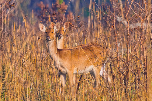 Swamp Deer, Rucervus duvaucelii, Barasingha, Royal Bardia National Park, Bardiya National Park, Nepal, Asia photo