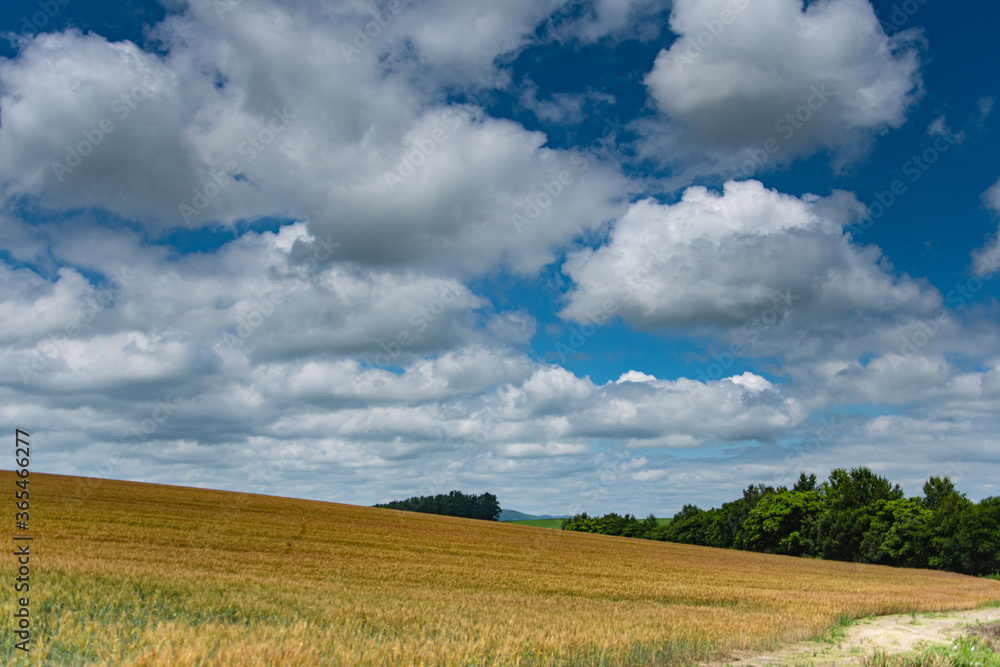 7月美瑛の夏空と麦畑の風景