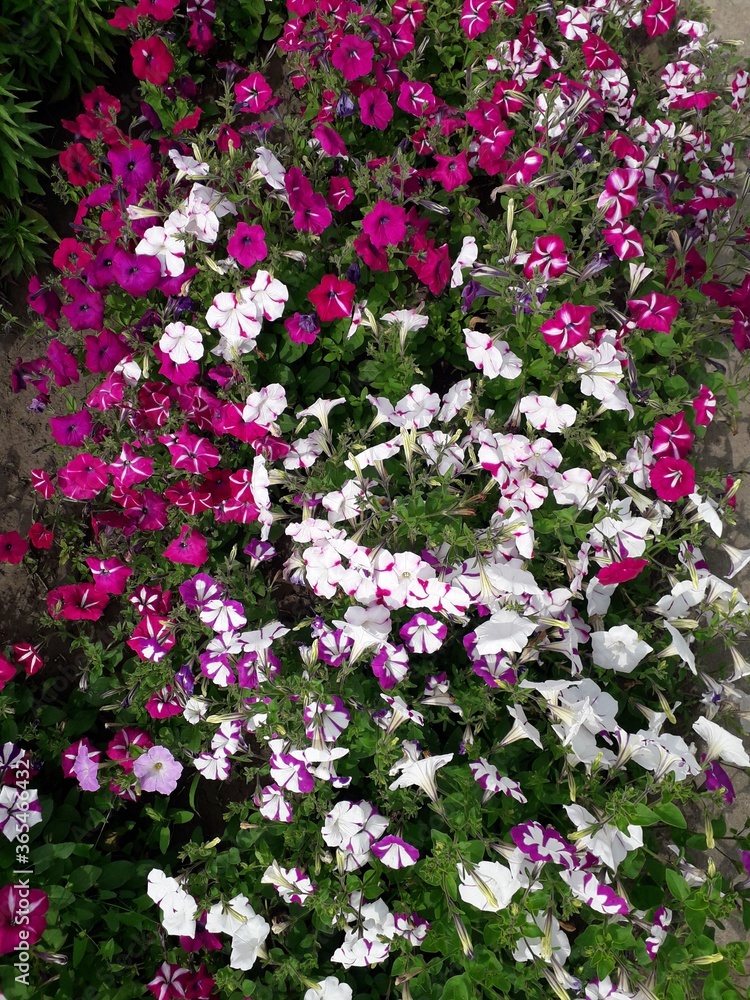 Obraz premium White, pink, red, crimson, purple Petunia flowers in the flower garden.