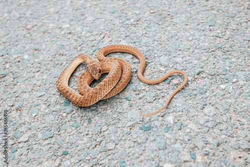 Photos Bastard snake, Malpolon monspessulanus, typical of Europe and North Africa, resting in the sun on the asphalt of a road
