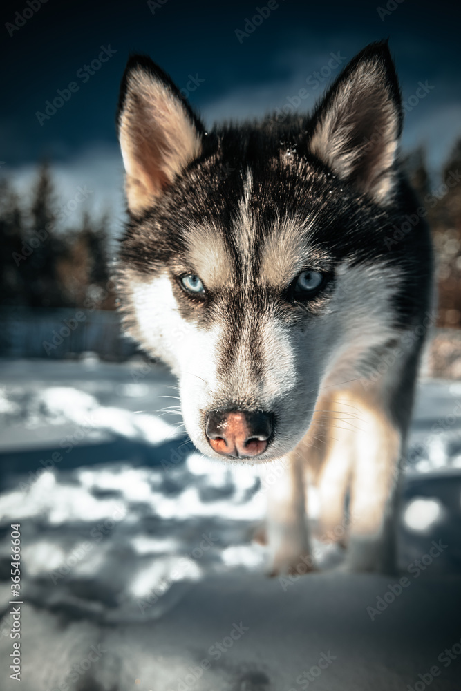 Husky Dog Husky Dog