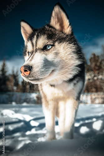 Husky Dog