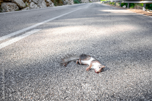 Animals are killed by crossing the roads hit by cars.