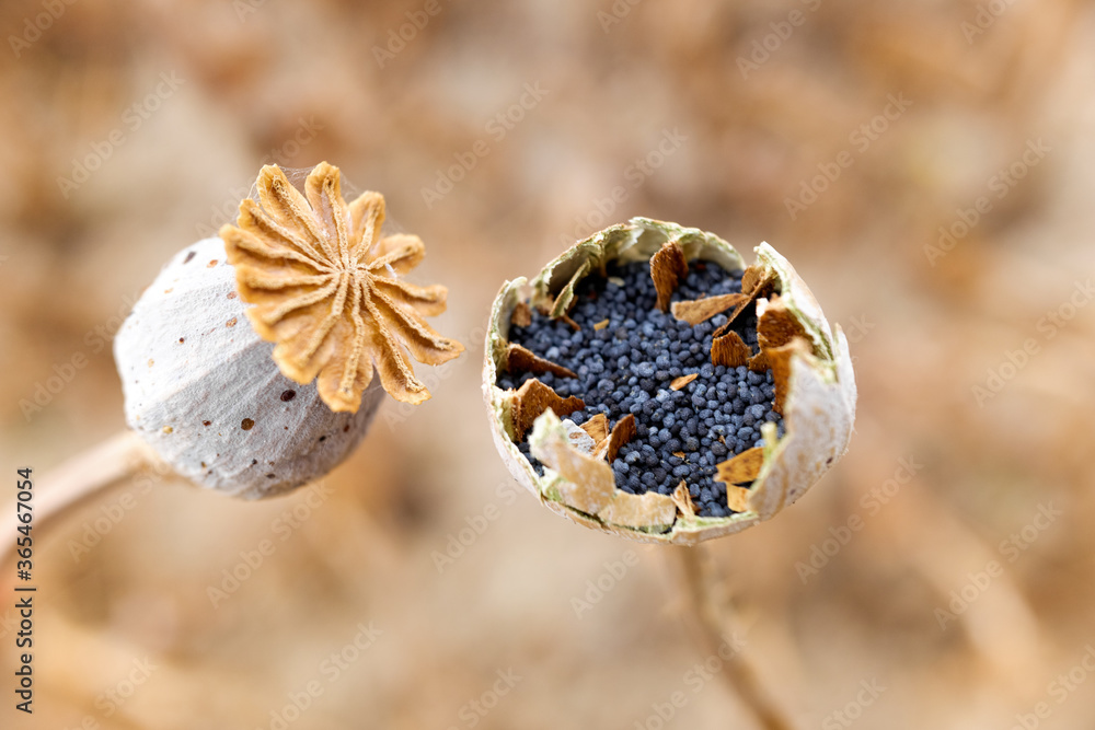 Fototapeta premium Poppy seeds inside the flowering plant in a crop, detail with unfocused background.