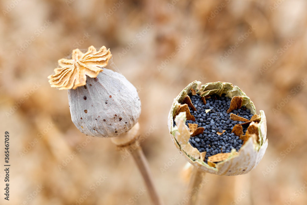 Poppy seeds inside the flowering plant in a crop, detail with unfocused background. Poppy seeds inside the flowering plant in a crop, detail with unfocused background.