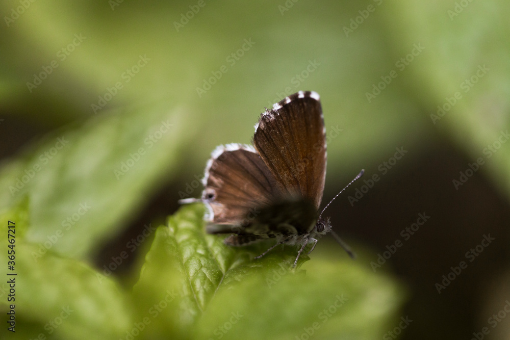 butterfly on a leaf