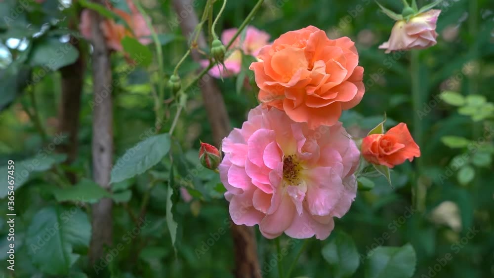 Wunderschöne rosa und orange Rosen in Nahaufnahme in einem alten Garten Wunderschöne rosa und orange Rosen in Nahaufnahme in einem alten Garten