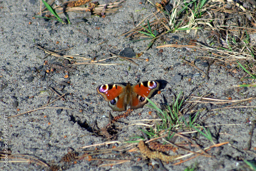 Ruszałka pawik photo