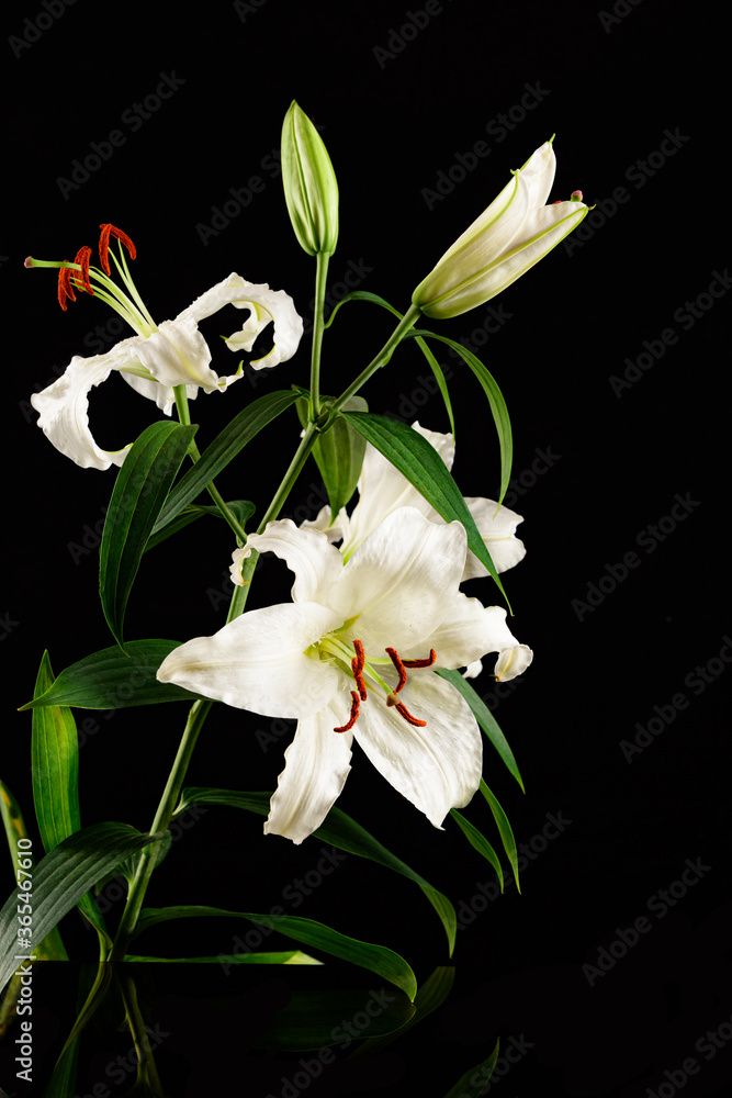 Naklejka premium white lilies on black background